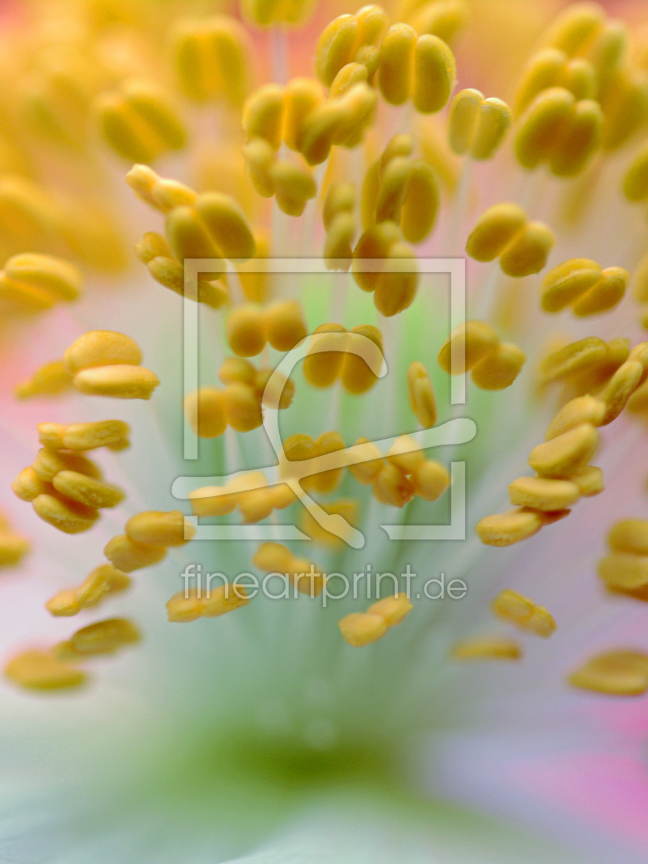 Bild-Nr.: 11378625 Der Mohnblumenpollenstrauß erstellt von Ostfriese