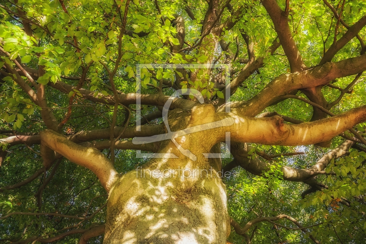 Bild-Nr.: 11378883 Blick in den Baum erstellt von Heike Langenkamp