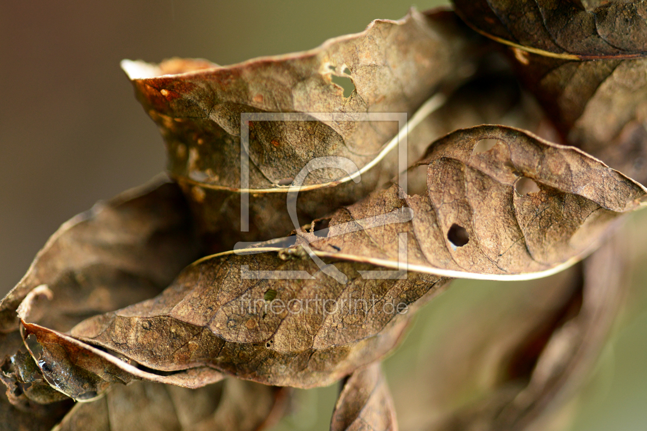 Bild-Nr.: 11379085 Herbstsonnenblumenblätter erstellt von Ostfriese