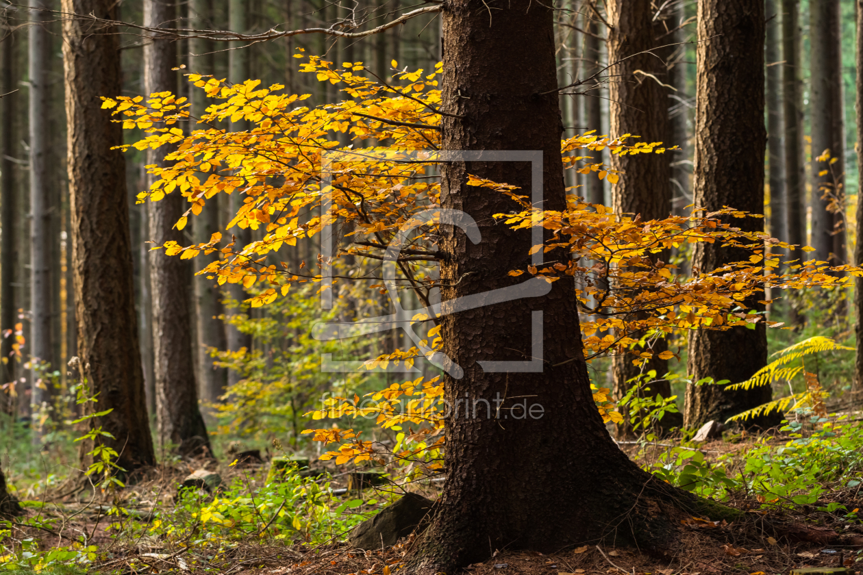 Bild-Nr.: 11379107 Herbsttag erstellt von IngeborgF