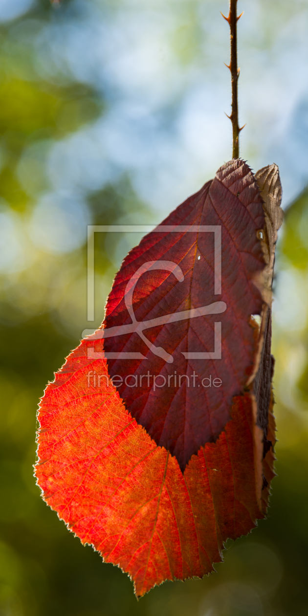 Bild-Nr.: 11379173 Farben des Herbst erstellt von Richard-Young