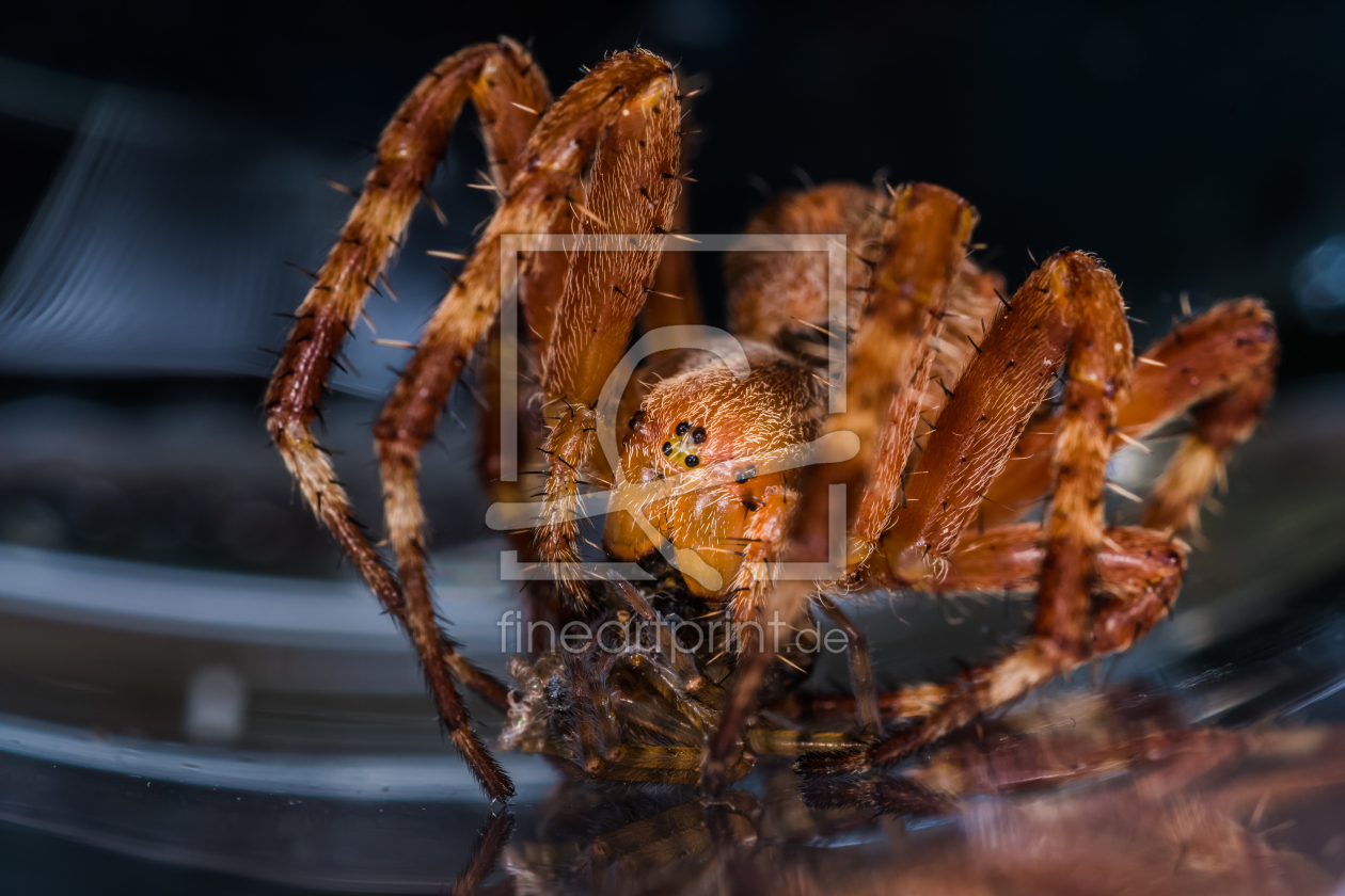 Bild-Nr.: 11379465 Jagdszene - Kreuzspinne , Araneus erstellt von Richard-Young