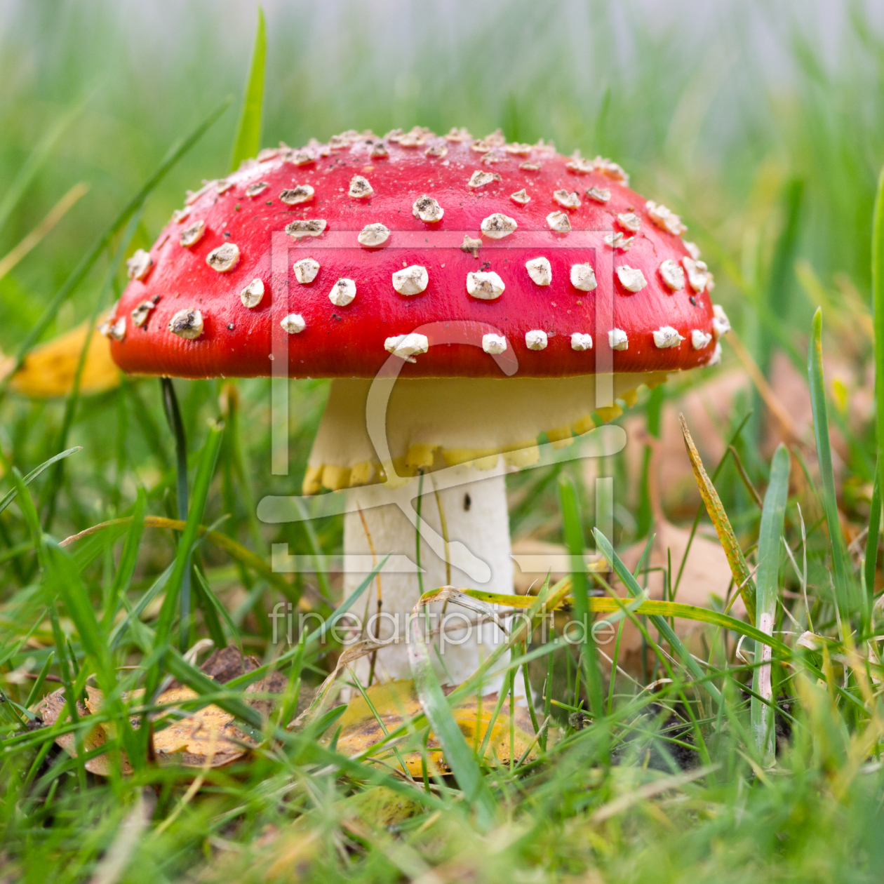 Bild-Nr.: 11380047 Fliegenpilz Amanita muscaria erstellt von Fotofilter