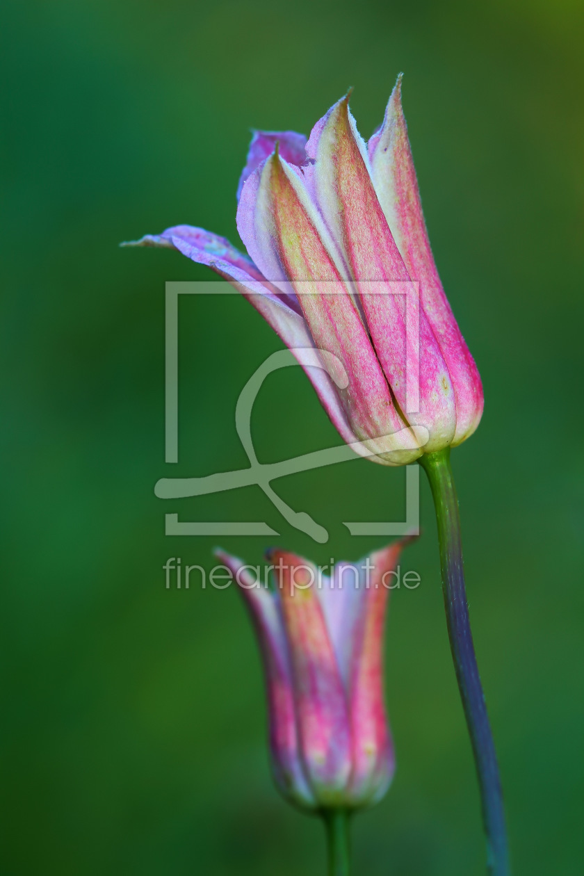 Bild-Nr.: 11380059 Clematis im November erstellt von falconer59