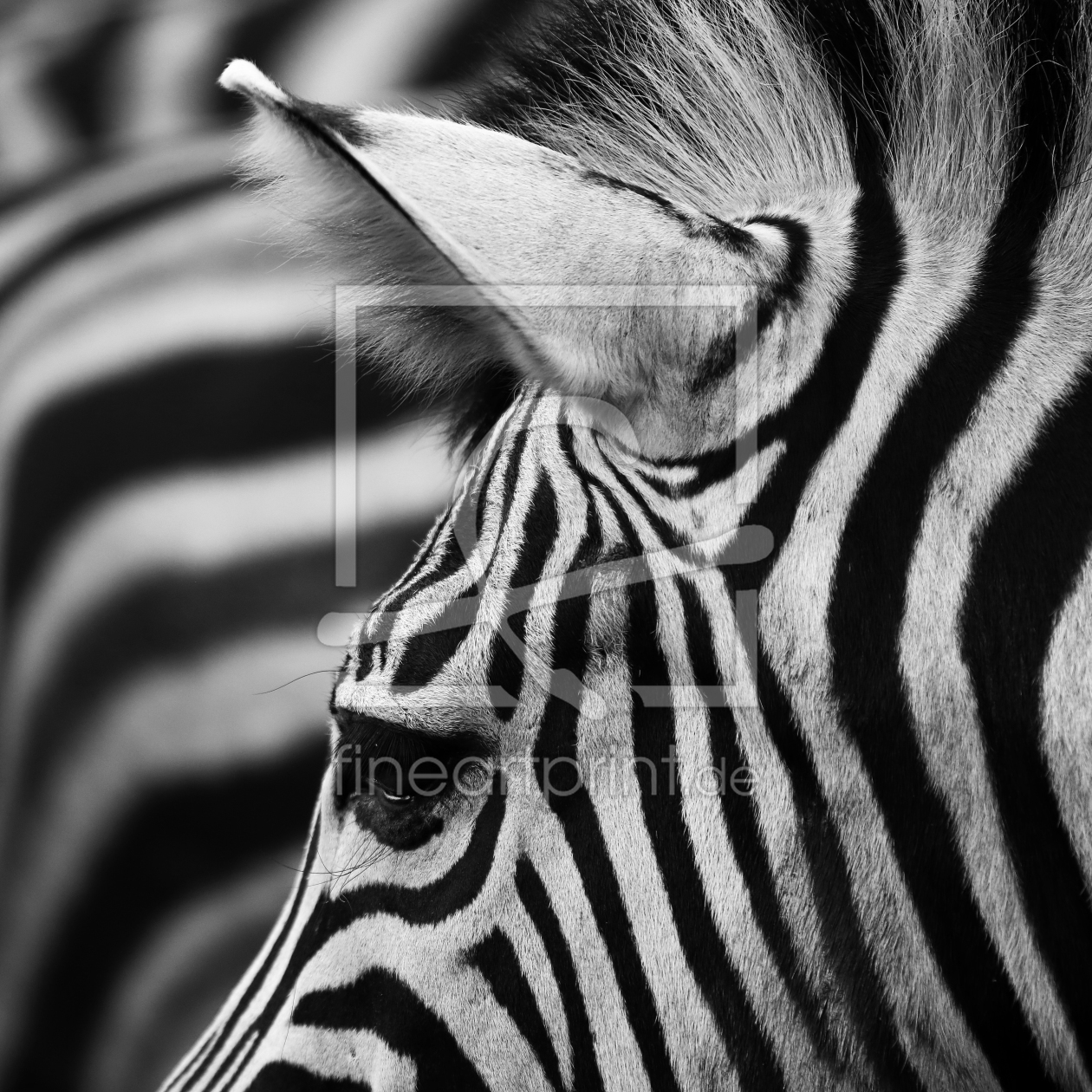 Bild-Nr.: 11380079 Zebradetail II erstellt von Marcel Schauer