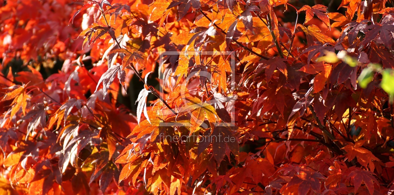 Bild-Nr.: 11380219 Rouge erstellt von youhaveadream