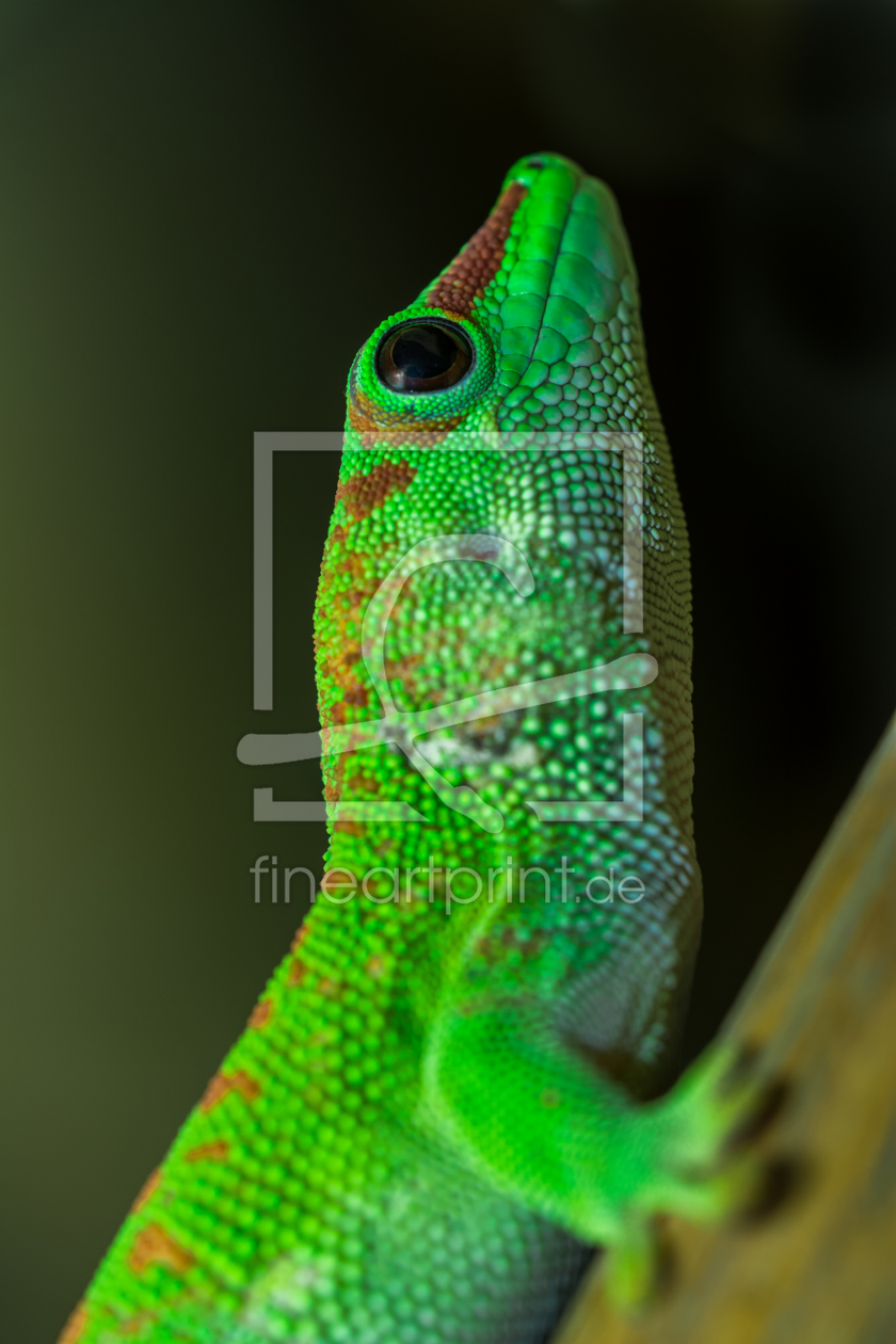 Bild-Nr.: 11380815 Phelsuma grandis  Großer Madagaskar-Taggecko erstellt von Richard-Young