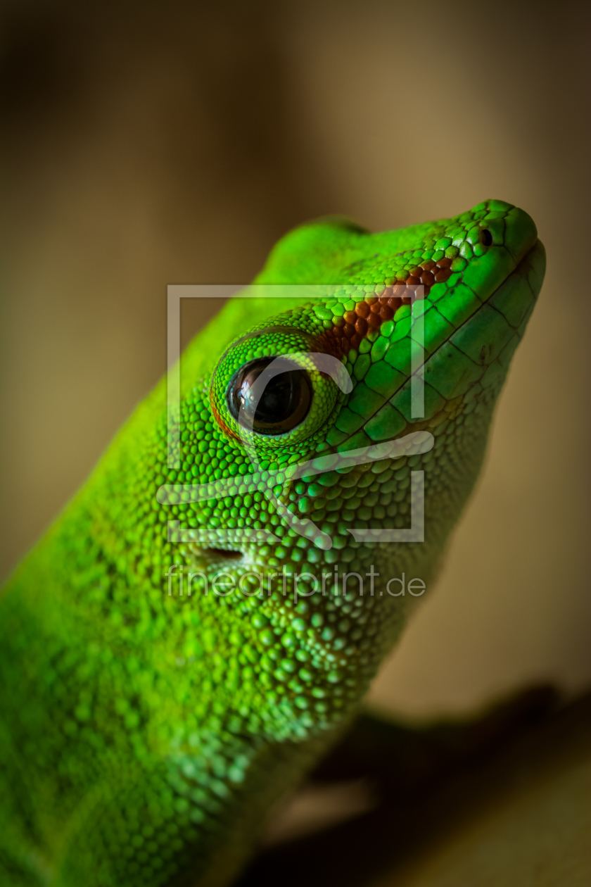 Bild-Nr.: 11380819 Phelsuma grandis  Großer Madagaskar-Taggecko erstellt von Richard-Young