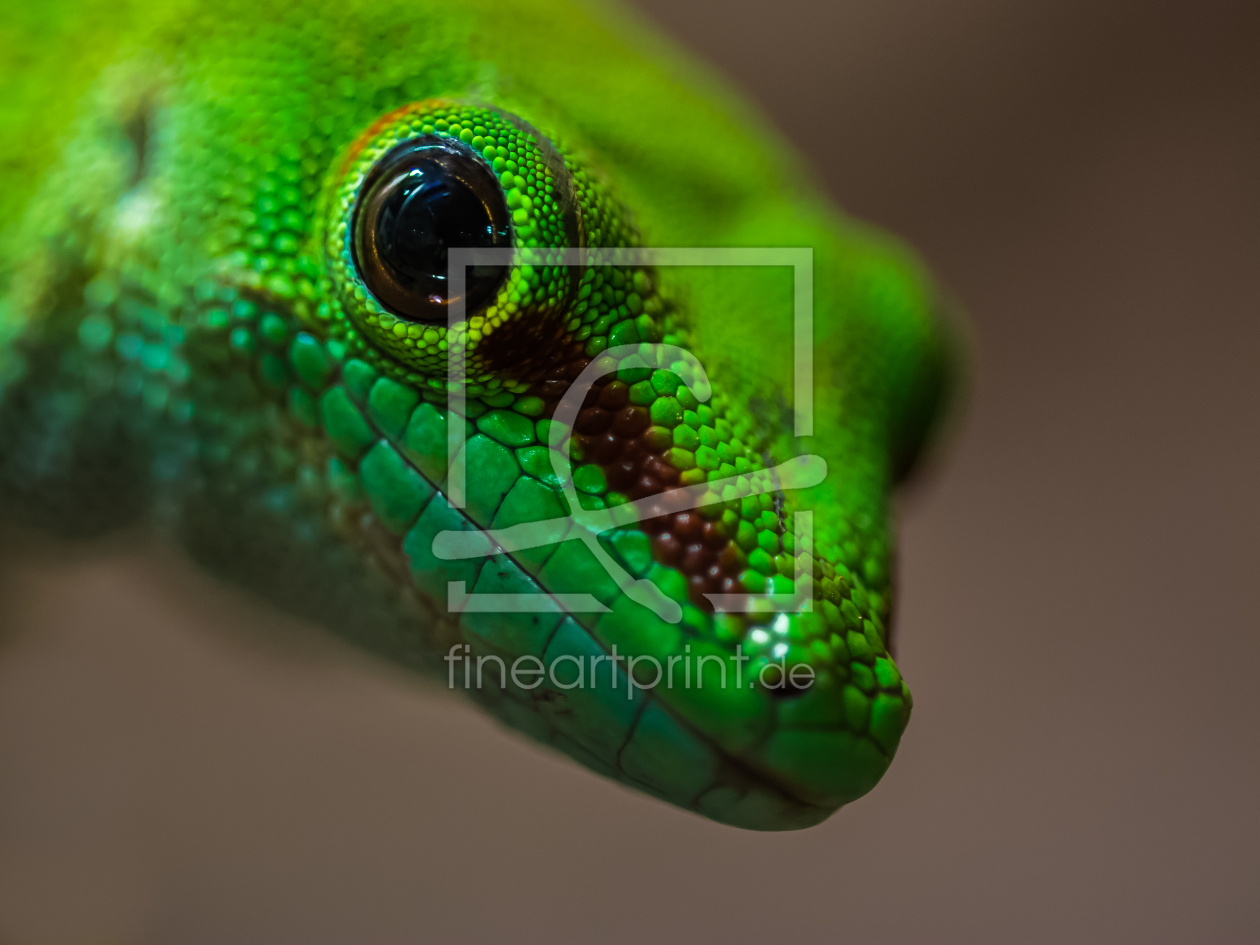 Bild-Nr.: 11380855 Phelsuma grandis  Großer Madagaskar-Taggecko erstellt von Richard-Young