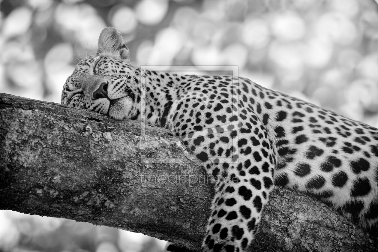 Bild-Nr.: 11381485 Leopard erstellt von Thomas Herzog