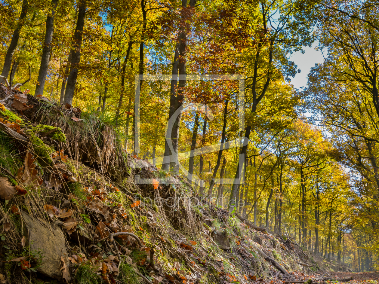 Bild-Nr.: 11382417 Herbstwald erstellt von Richard-Young