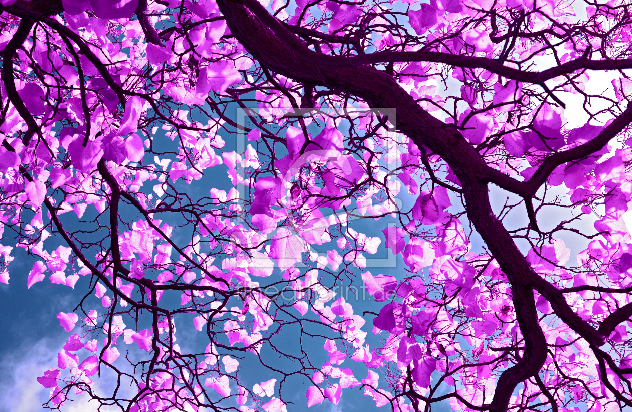 Bild-Nr.: 11383189 PURPLE TREE - ART Bild-Nr.: 11383189 PURPLE TREE - ART erstellt von blackpool