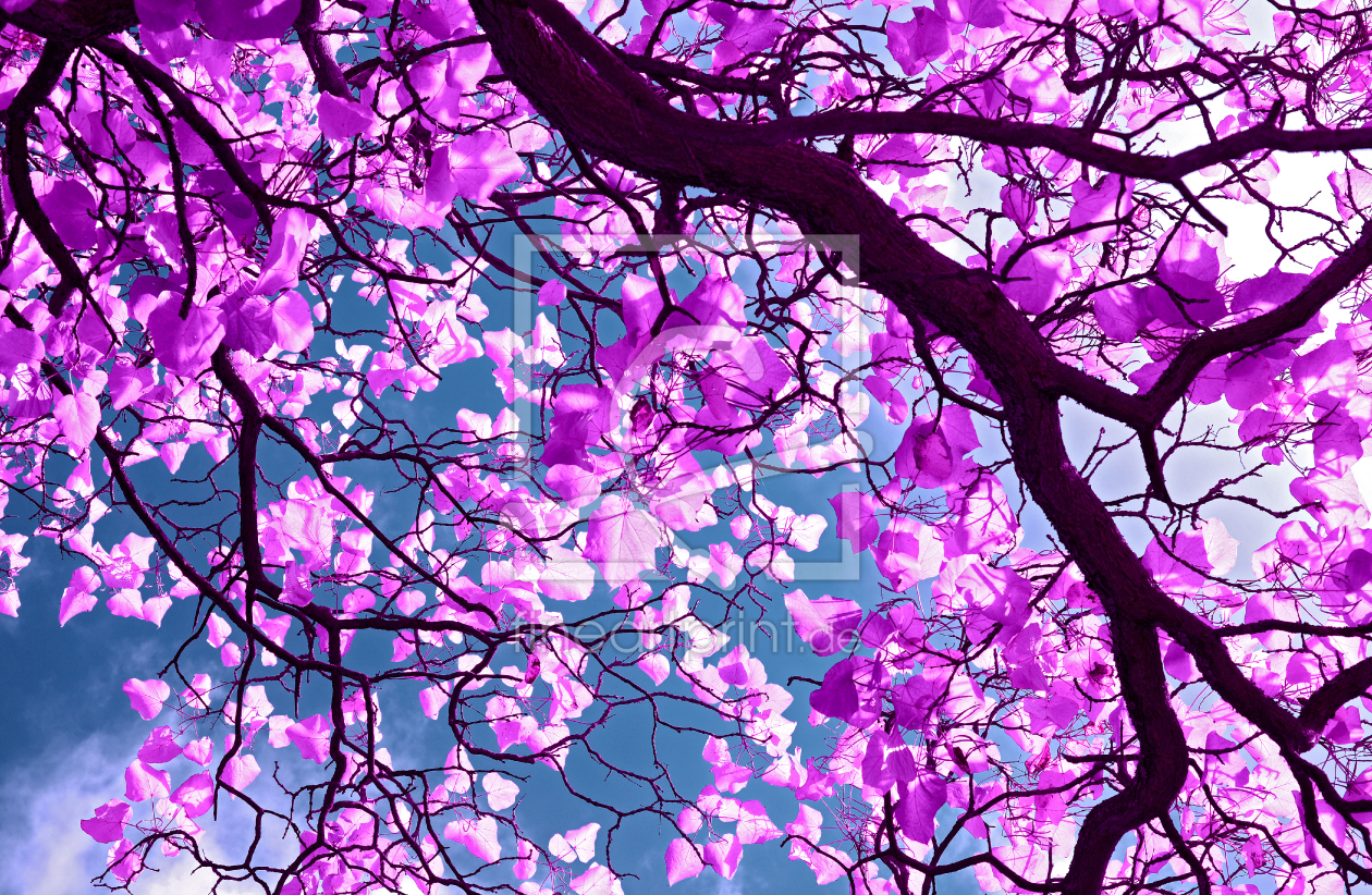 Bild-Nr.: 11383189 PURPLE TREE - ART erstellt von blackpool