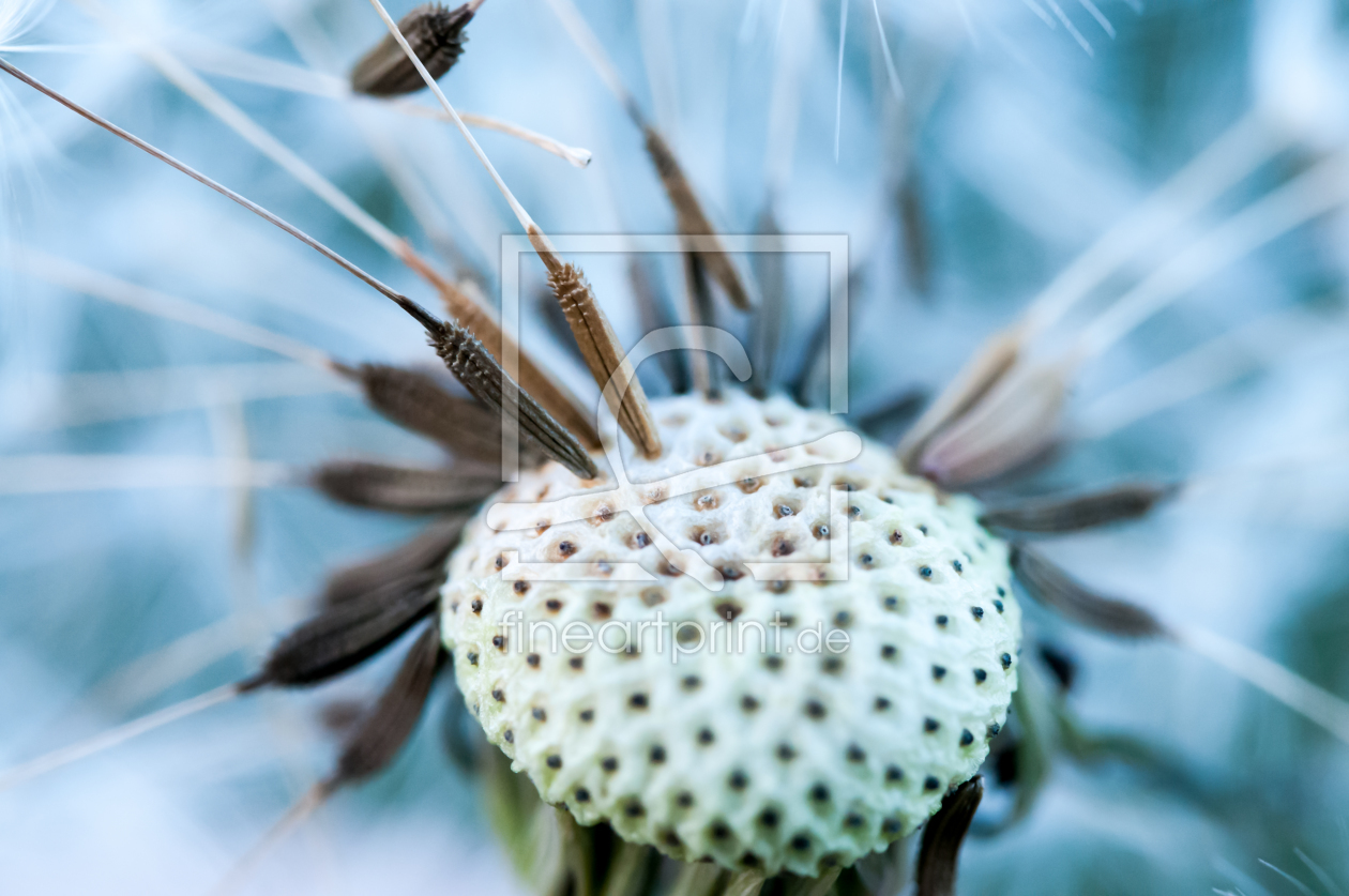 Bild-Nr.: 11383311 Pusteblume und Flugsamen erstellt von uwejaeger