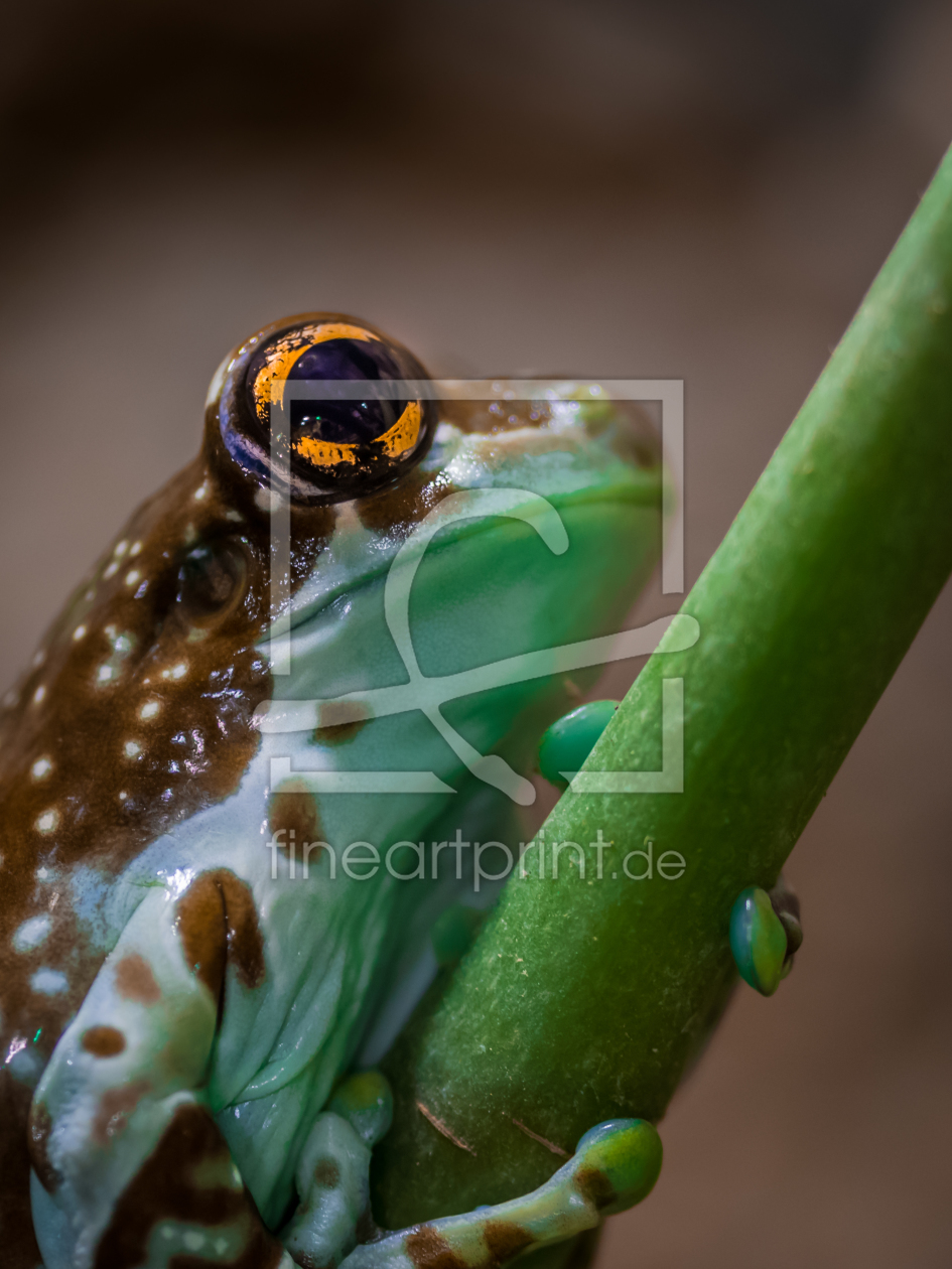 Bild-Nr.: 11383605 Baumhöhlen-Krötenlaubfrosch -Trachycephalus resinifictrix erstellt von Richard-Young