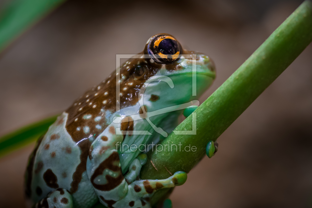 Bild-Nr.: 11383613 Baumhöhlen-Krötenlaubfrosch -Trachycephalus resinifictrix erstellt von Richard-Young