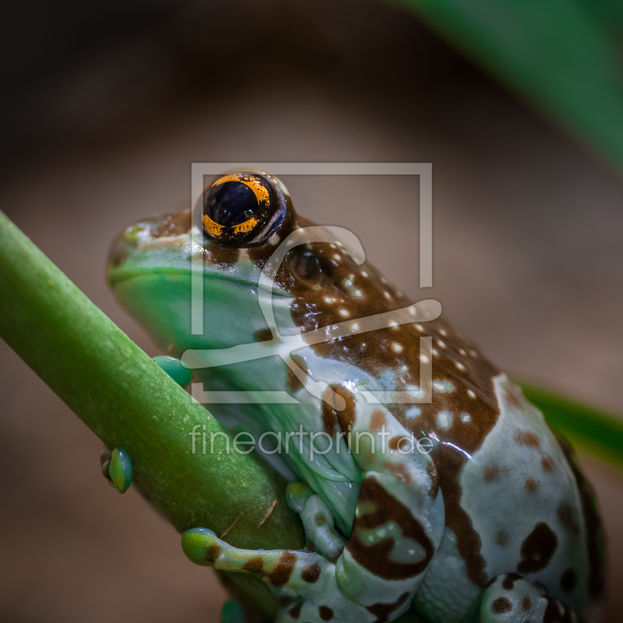 Bild-Nr.: 11383615 Baumhöhlen-Krötenlaubfrosch -Trachycephalus resinifictrix erstellt von Richard-Young