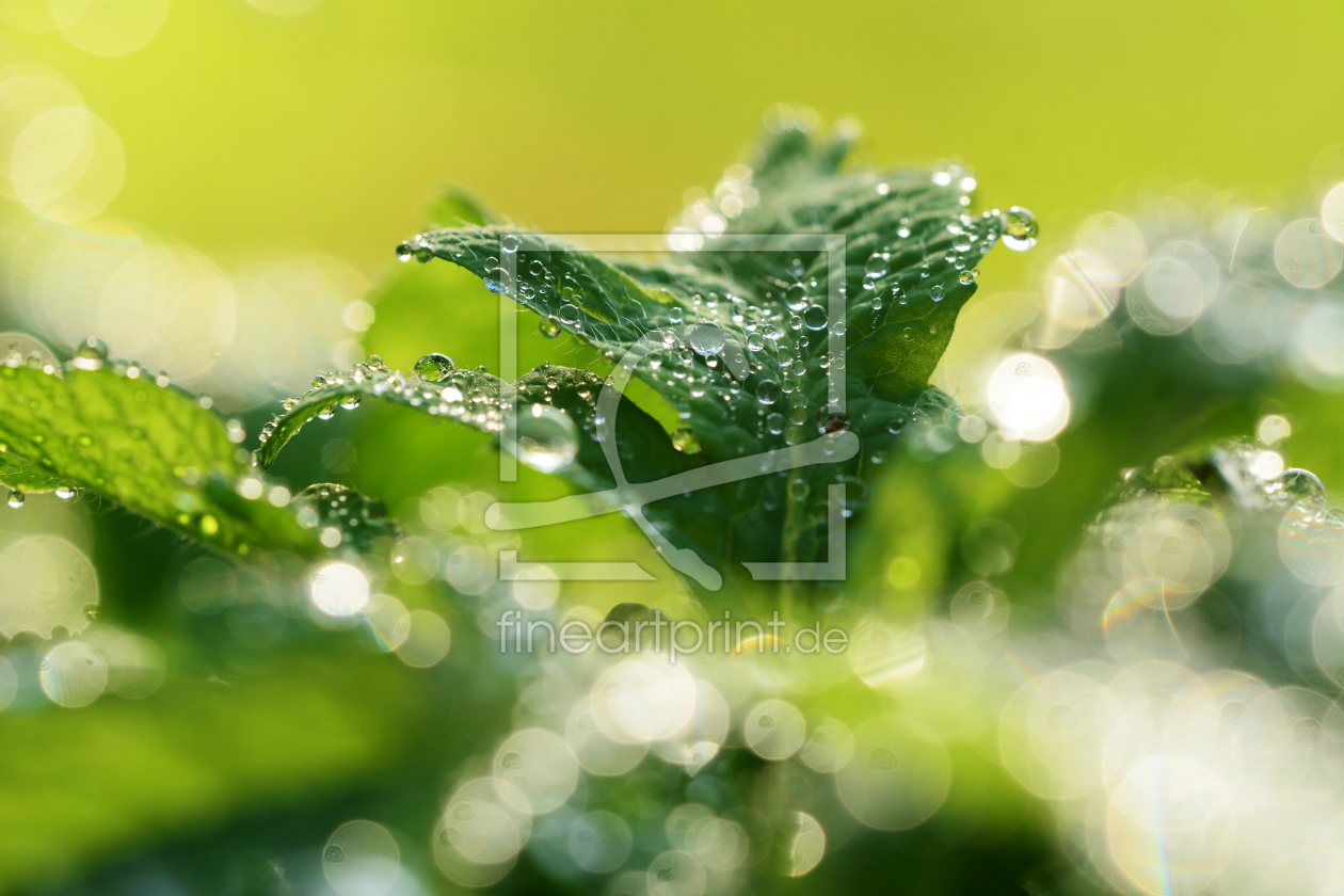 Bild-Nr.: 11383997 wassertropfen im Grünen erstellt von Ostfriese