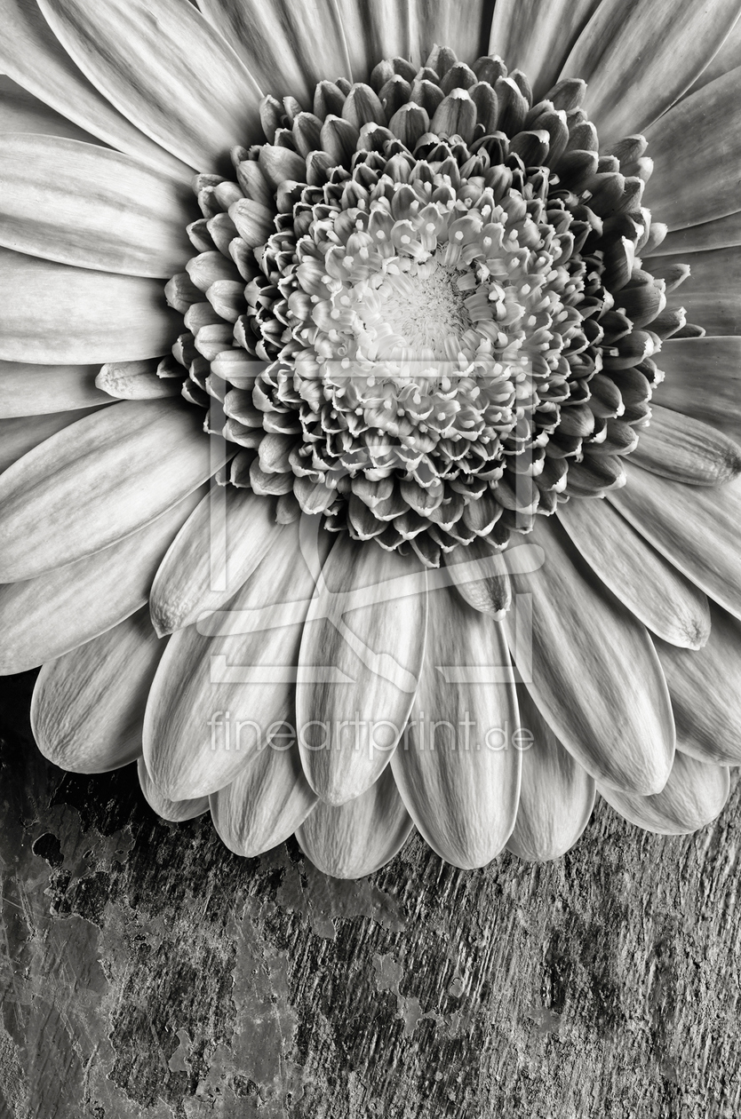 Bild-Nr.: 11384233 gerbera blackandwhite erstellt von Rolf Eschbach