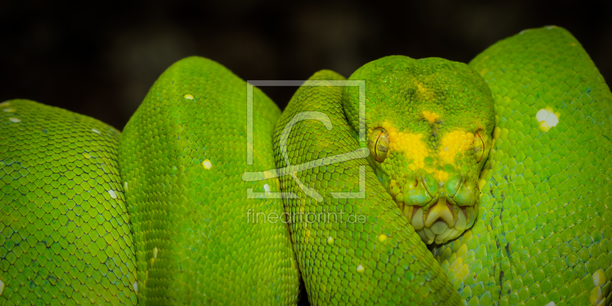 Bild-Nr.: 11384403 Grüner Baumpython  - Morelia viridis erstellt von Richard-Young