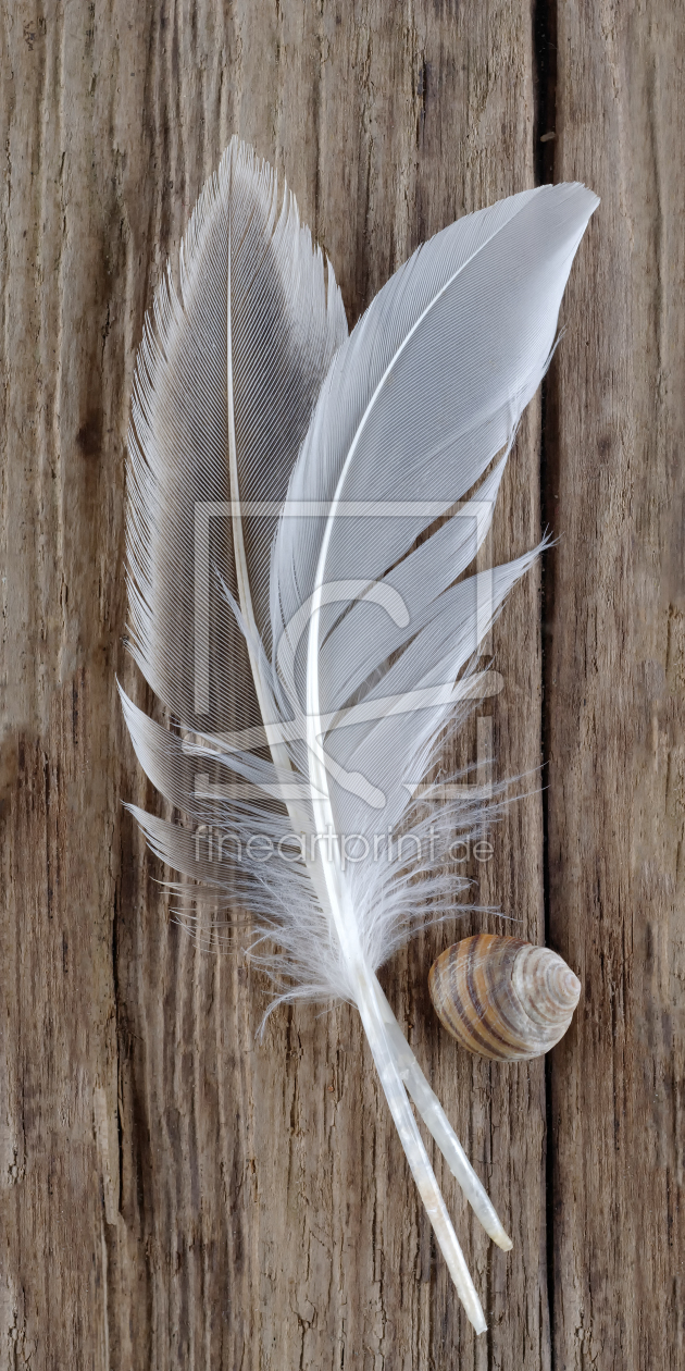 Bild-Nr.: 11384825 driftwood and feathers erstellt von Rolf Eschbach
