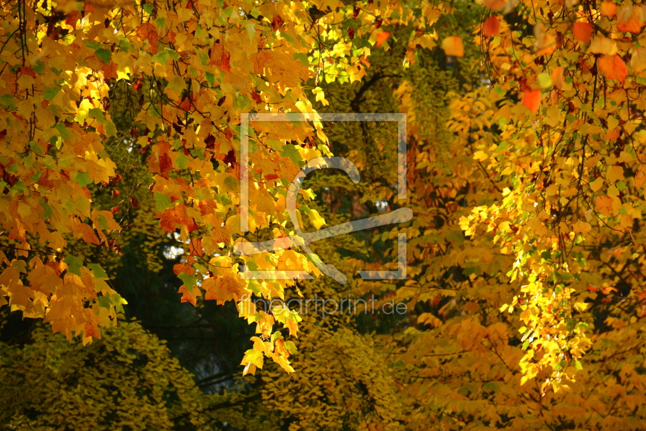 Bild-Nr.: 11385673 Herbstlicher Vorhang erstellt von GUGIGEI