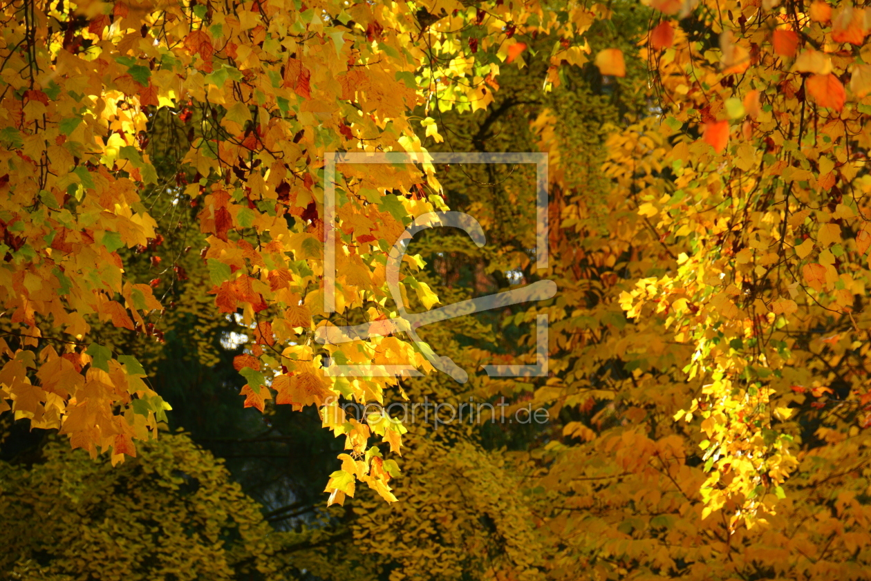 Bild-Nr.: 11385673 Herbstlicher Vorhang Bild-Nr.: 11385673 Herbstlicher Vorhang erstellt von GUGIGEI