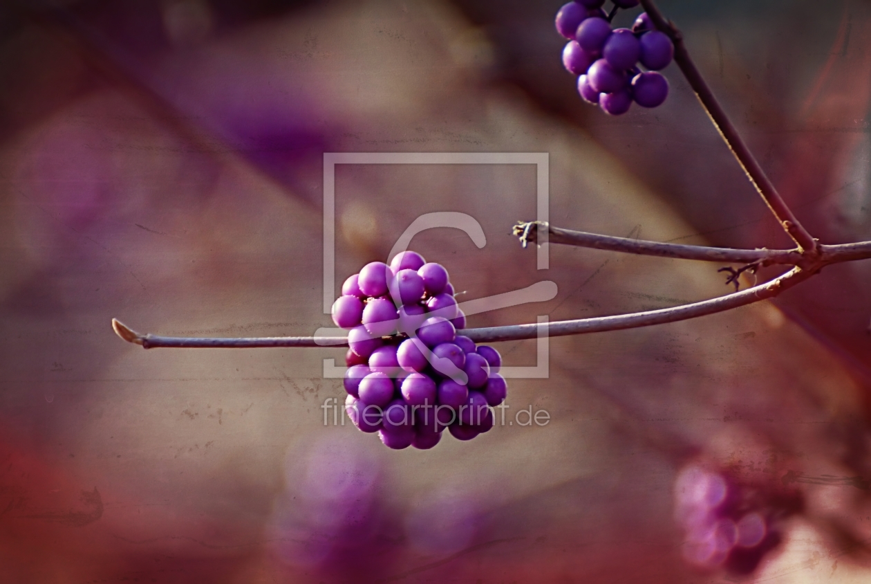 Bild-Nr.: 11385927 Lilac erstellt von youhaveadream