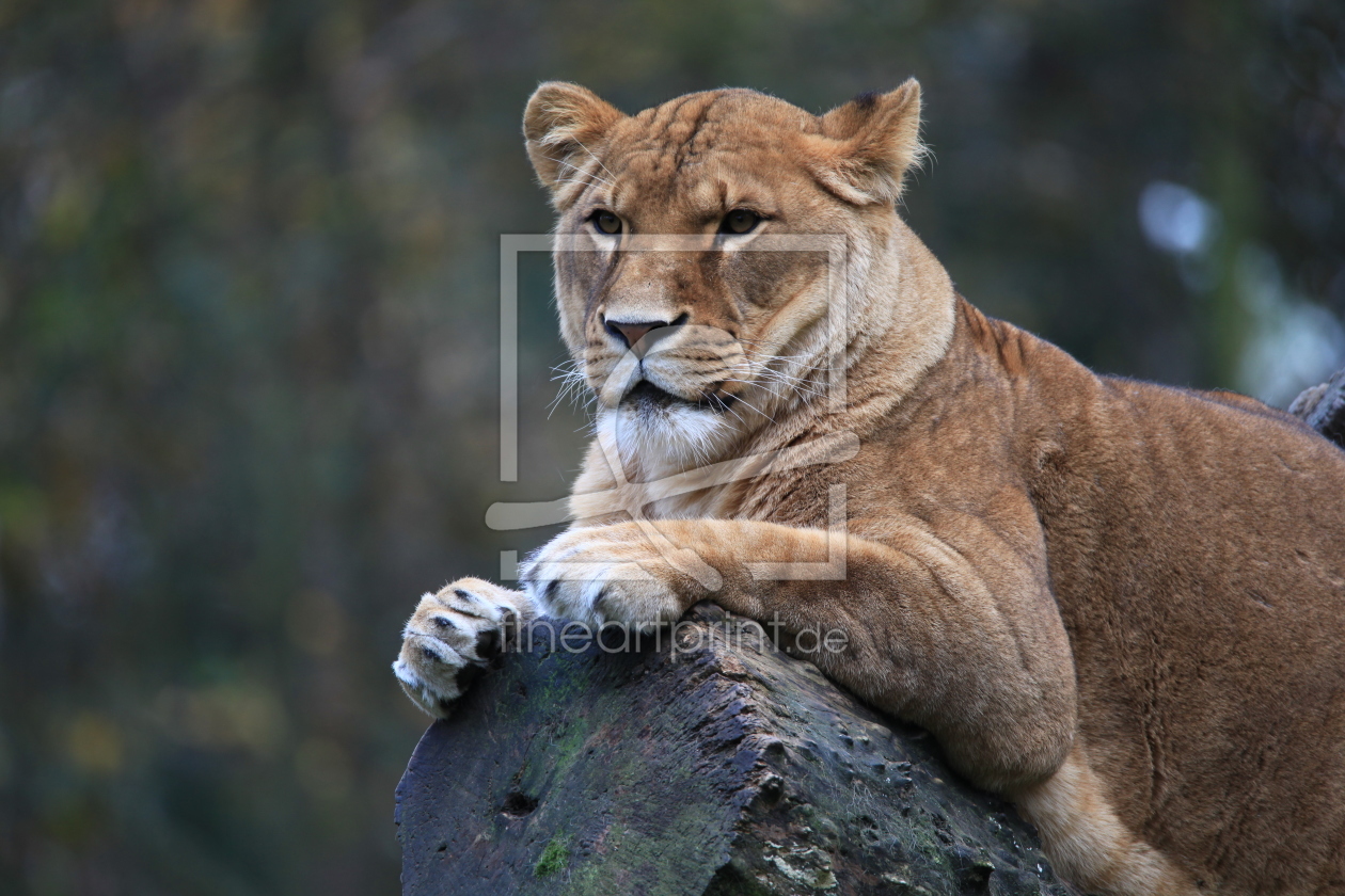 Bild-Nr.: 11386973 Die Löwin... erstellt von FotoDeHRO