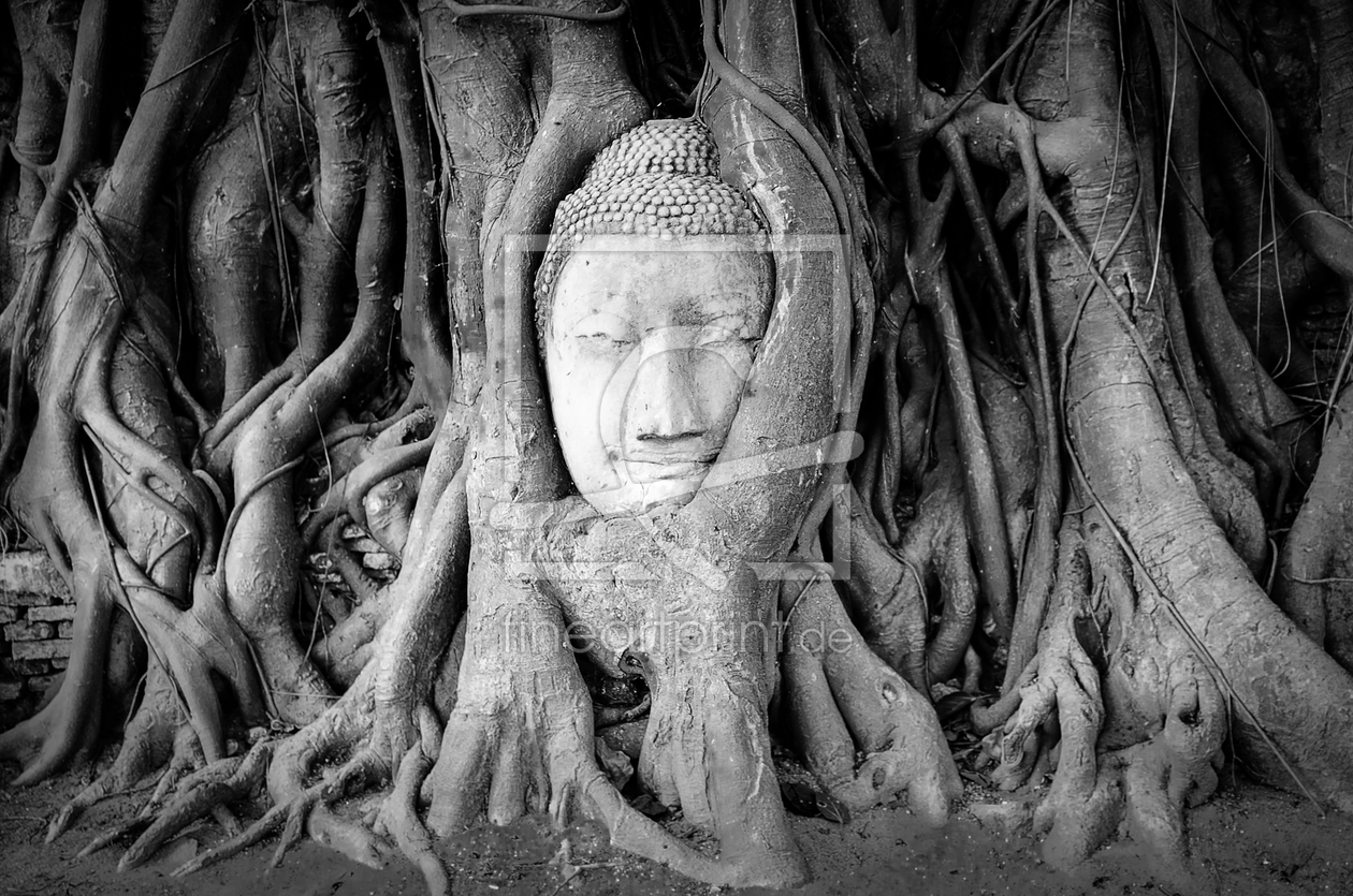 Bild-Nr.: 11387109 Buddha in Tree erstellt von panoramos