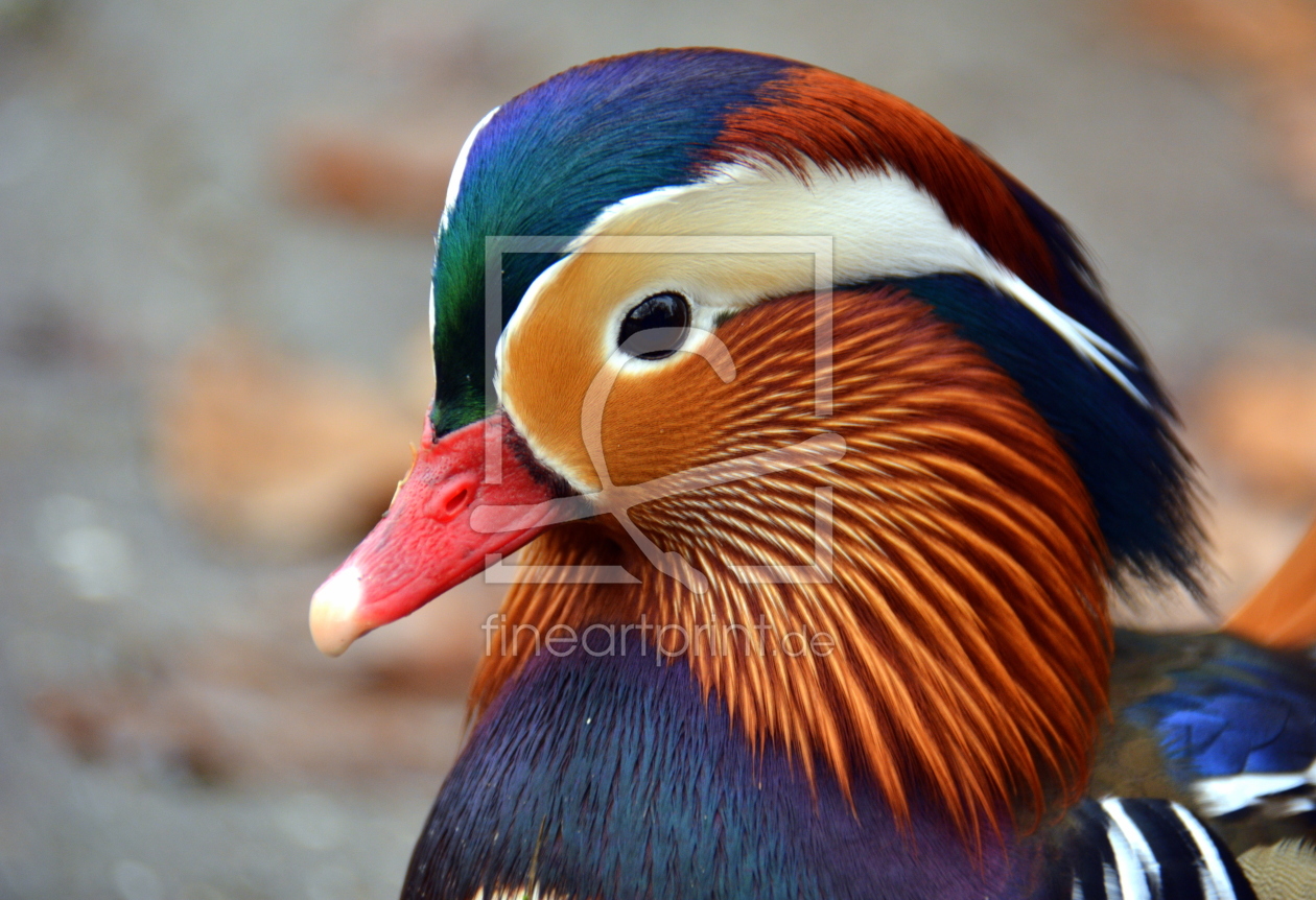 Bild-Nr.: 11387133 Mandarinente erstellt von GUGIGEI