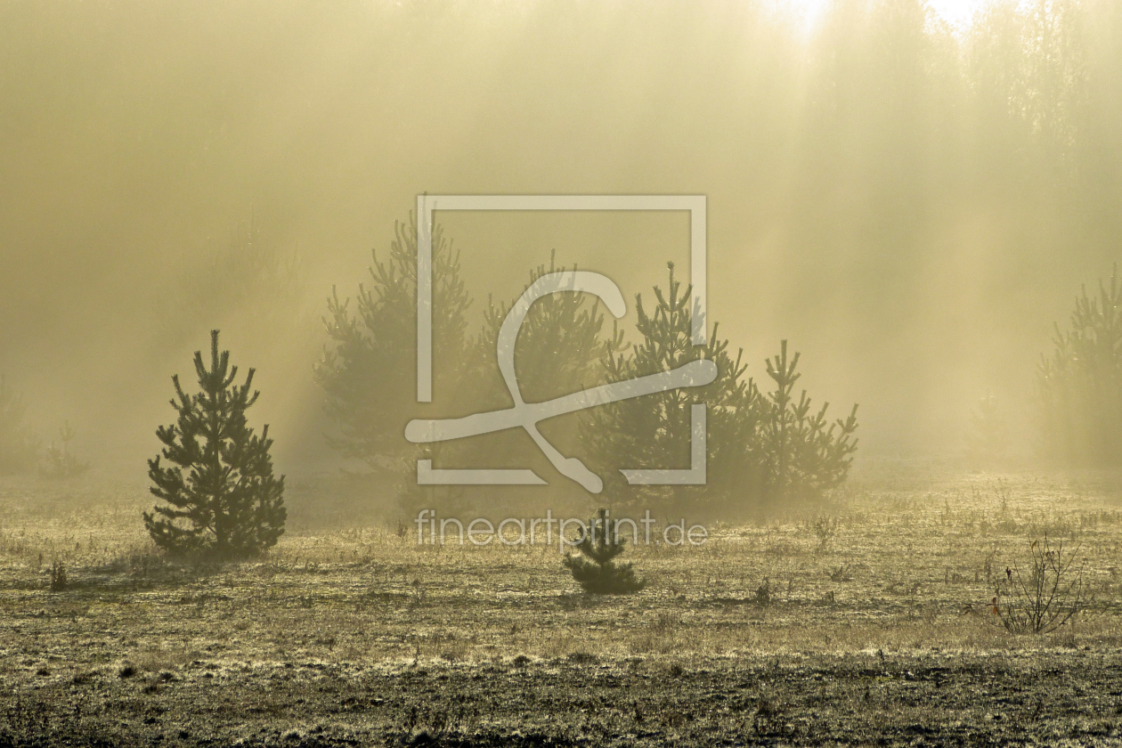 Bild-Nr.: 11387345 Morgenstundidylle Bild-Nr.: 11387345 Morgenstundidylle erstellt von Ostfriese