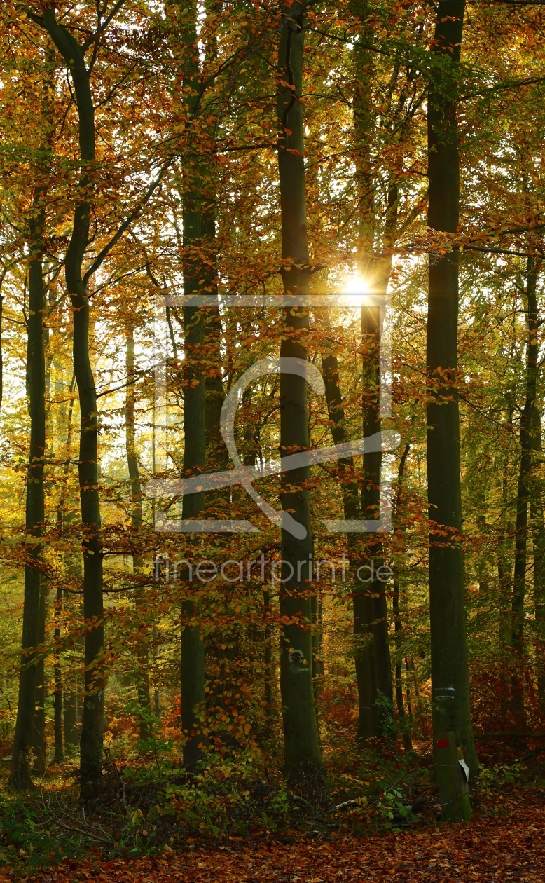 Bild-Nr.: 11387791 Herbstlicht erstellt von Ursula Reins