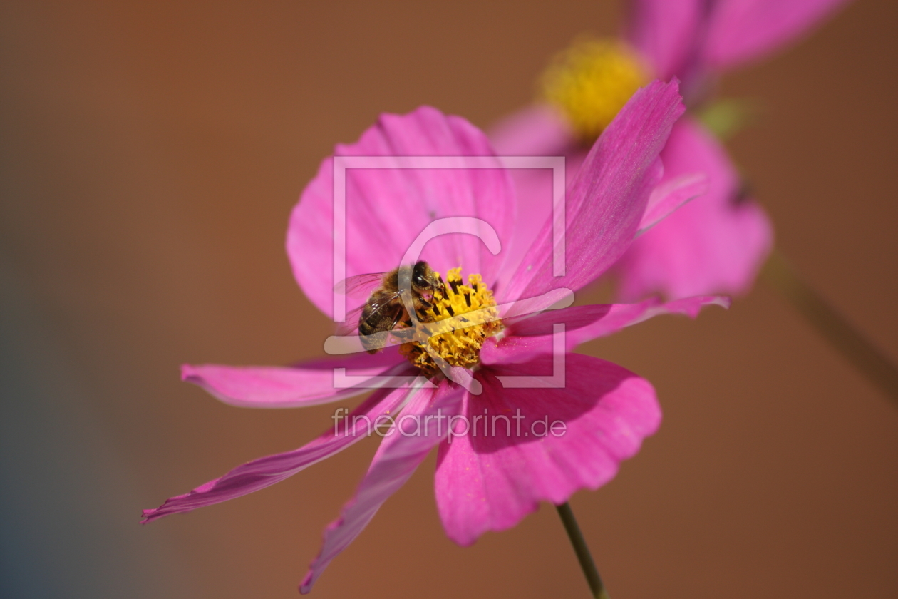 Bild-Nr.: 11387893 Cosmea erstellt von KundenNr-275381