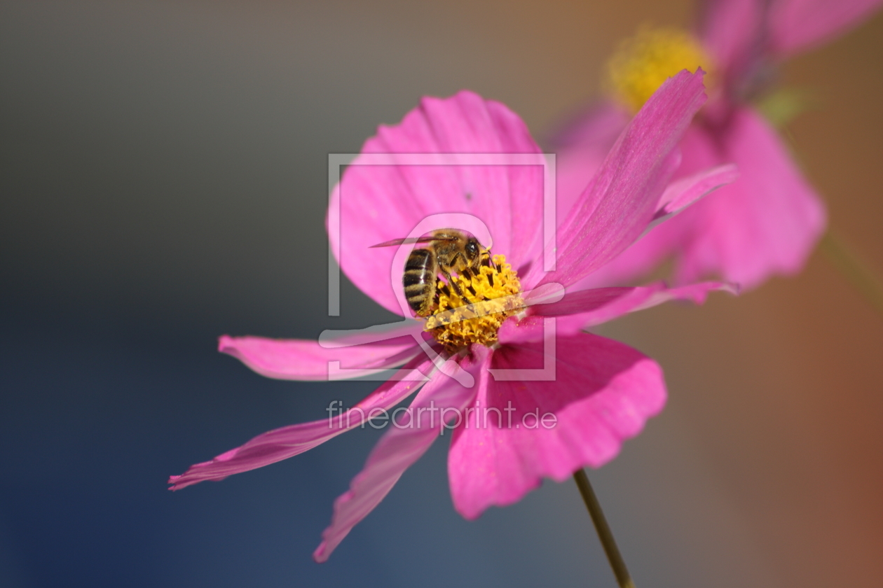 Bild-Nr.: 11387897 Cosmea mit Biene erstellt von KundenNr-275381