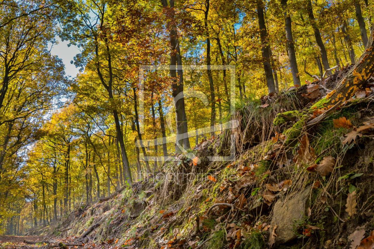 Bild-Nr.: 11388127 Herbstwald erstellt von Richard-Young