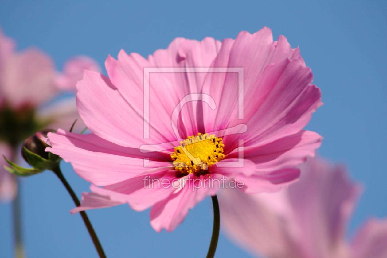 Bild-Nr.: 11388593 Cosmea erstellt von KundenNr-275381