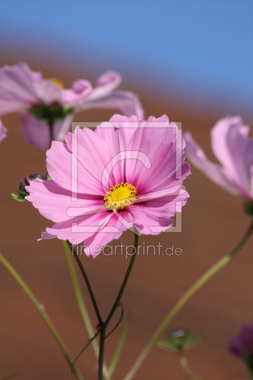 Bild-Nr.: 11388601 Cosmea erstellt von KundenNr-275381