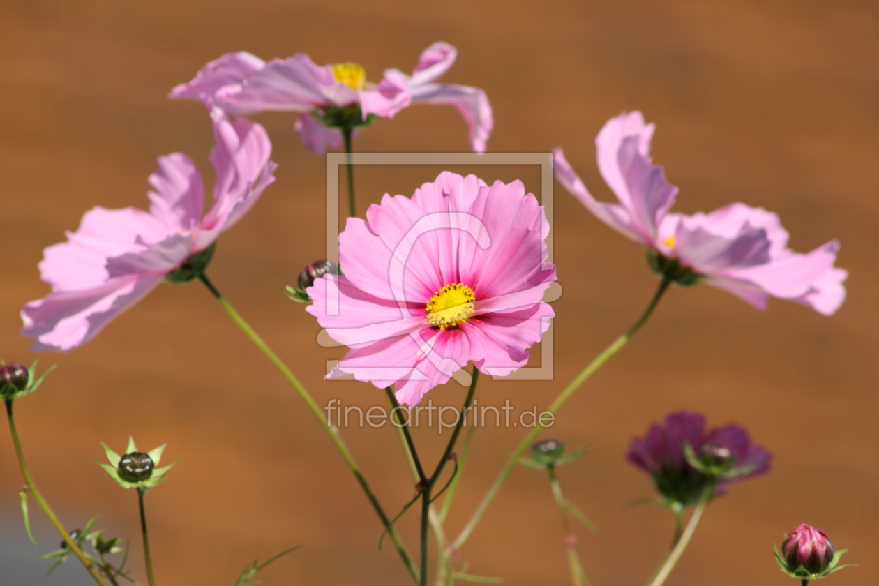 Bild-Nr.: 11388605 Cosmea erstellt von KundenNr-275381