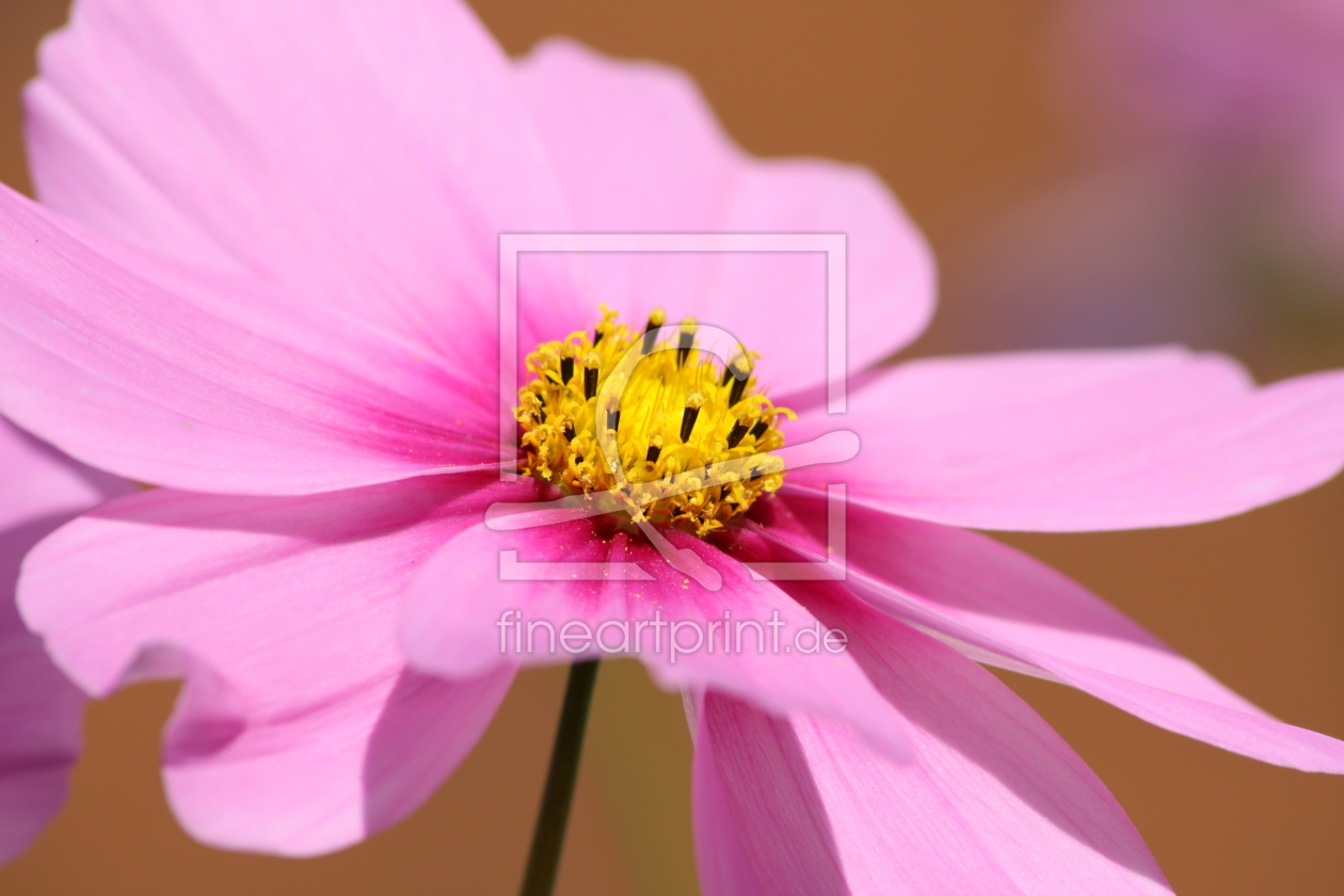 Bild-Nr.: 11388629 Cosmea erstellt von KundenNr-275381