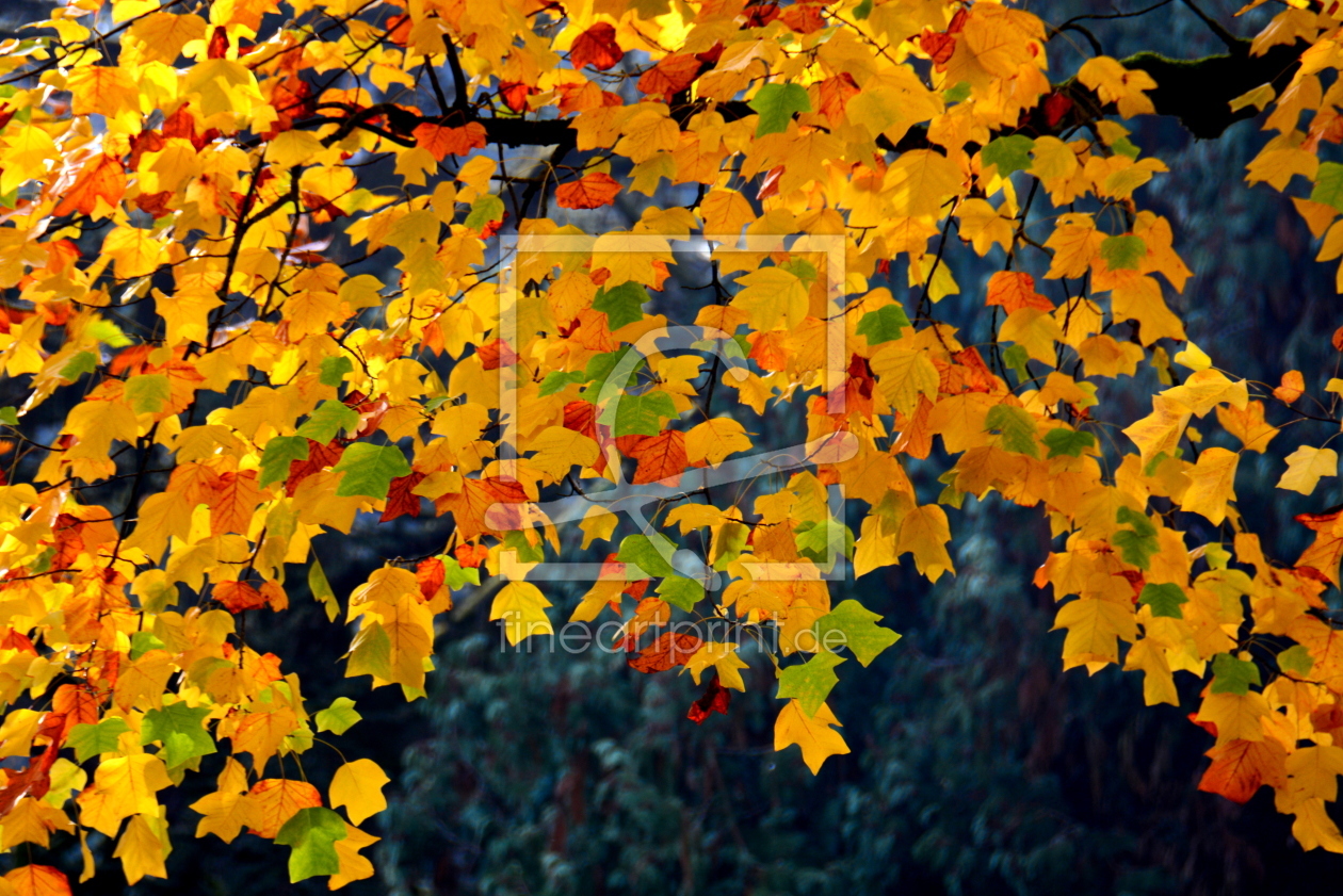 Bild-Nr.: 11389029 Farbpalette erstellt von GUGIGEI