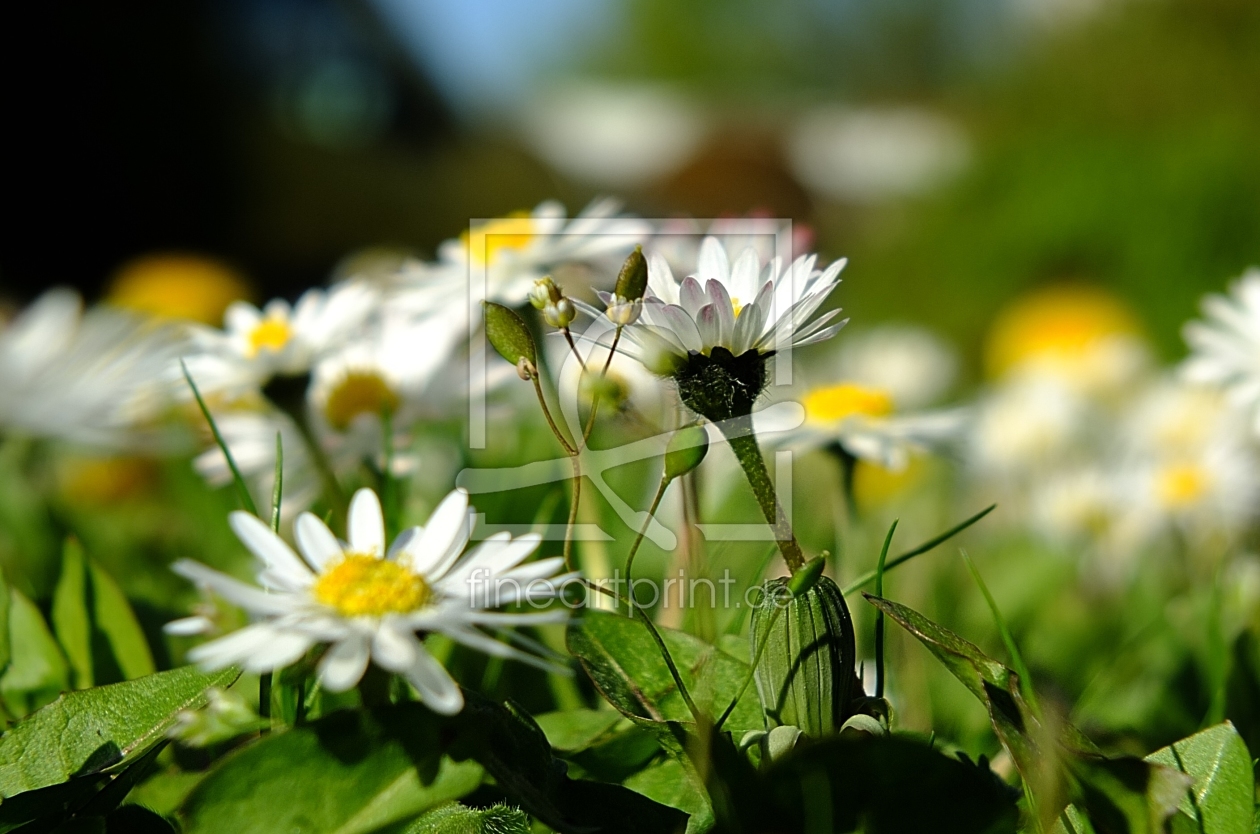 Bild-Nr.: 11389377 Gänseblümchen erstellt von Marion227