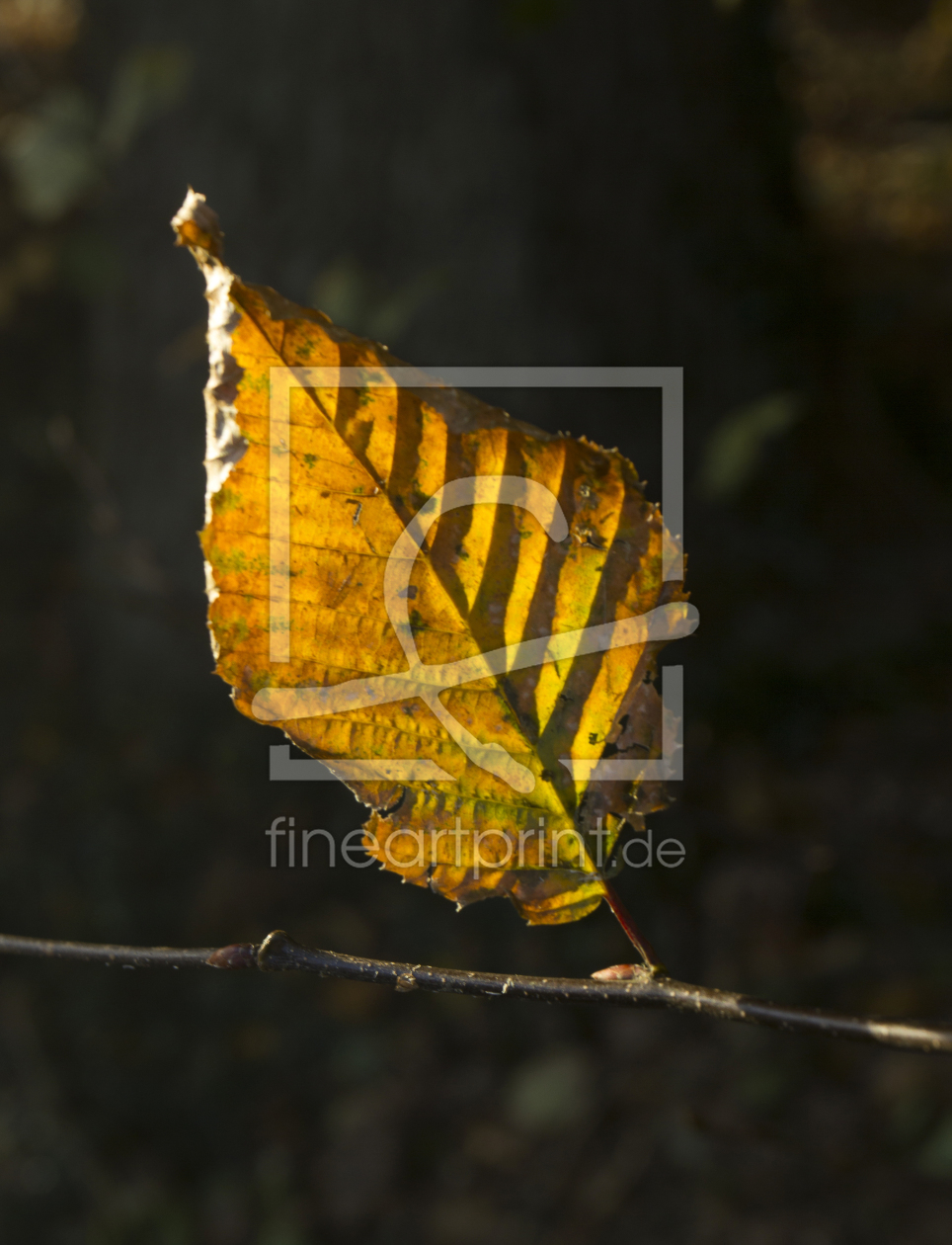 Bild-Nr.: 11389595 Buchenblatt Bild-Nr.: 11389595 Buchenblatt erstellt von PfallerA