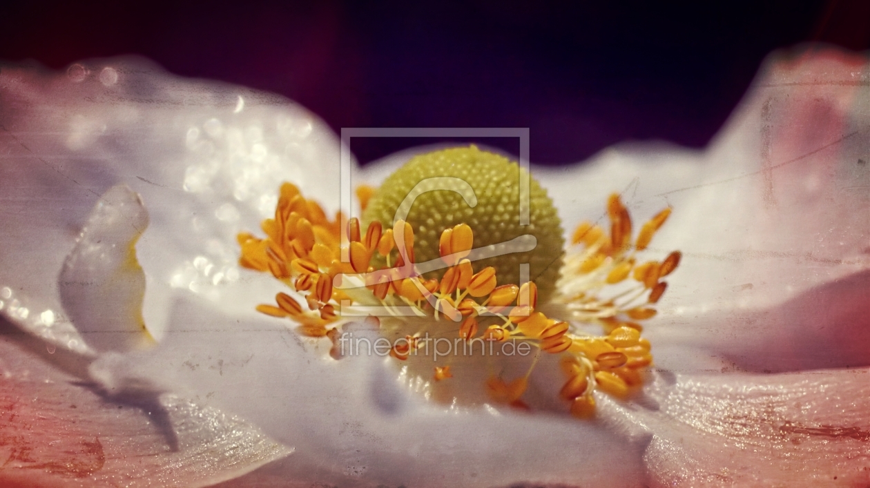 Bild-Nr.: 11389927 Anemone erstellt von youhaveadream