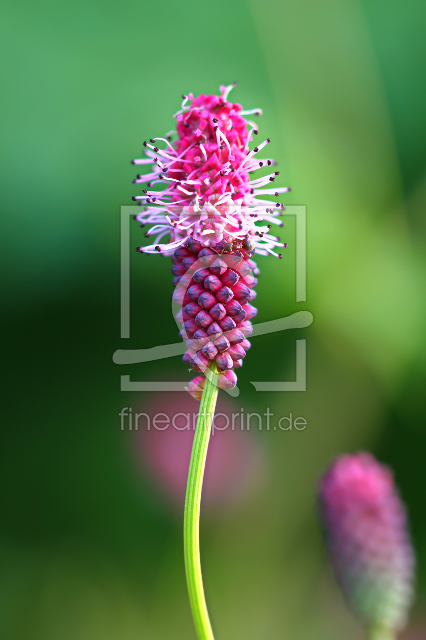 Bild-Nr.: 11390397 Blüte und Ameise Bild-Nr.: 11390397 Blüte und Ameise erstellt von falconer59