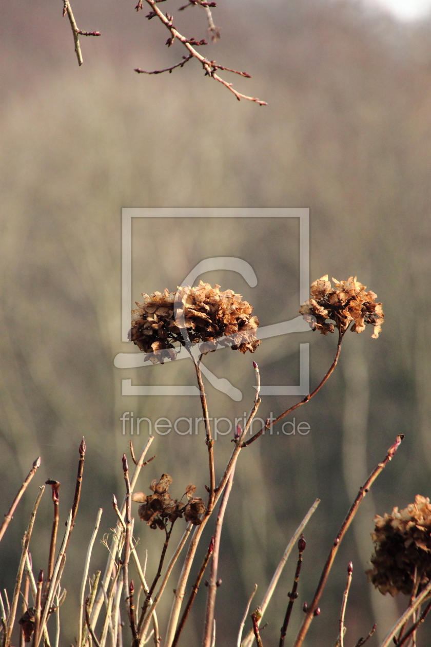 Bild-Nr.: 11392167 Hortensie Bild-Nr.: 11392167 Hortensie erstellt von TatjanaKessler