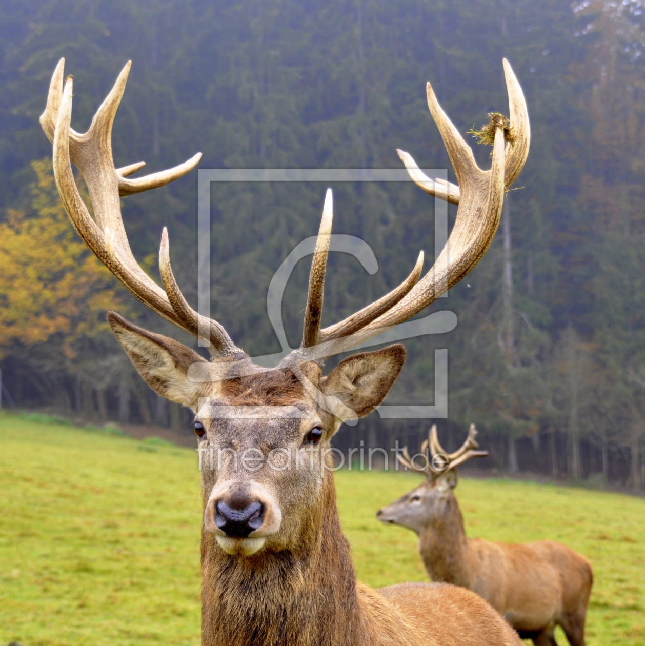 Bild-Nr.: 11392443 Stolzer Hirsch erstellt von GUGIGEI