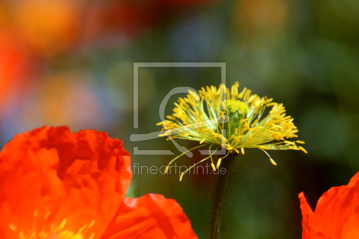 Bild-Nr.: 11394065 Mohn-Blüten-Stempel erstellt von GUGIGEI