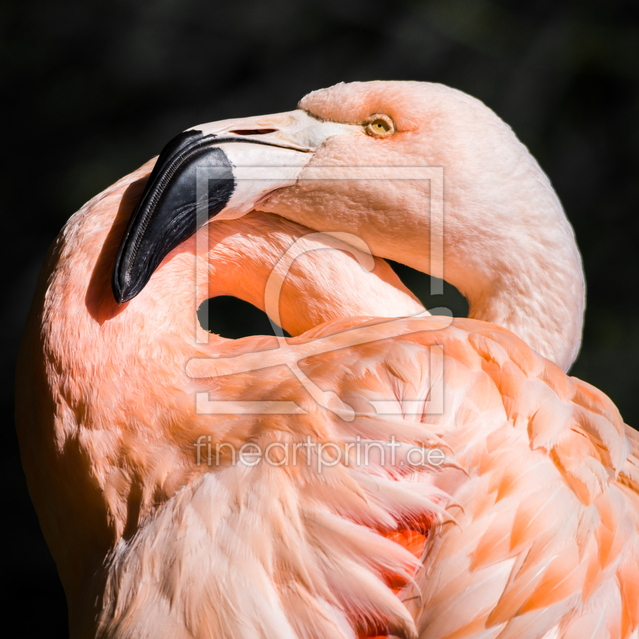 Bild-Nr.: 11394489 Chile Flamingo , Phoenicopterus chilensis erstellt von Richard-Young