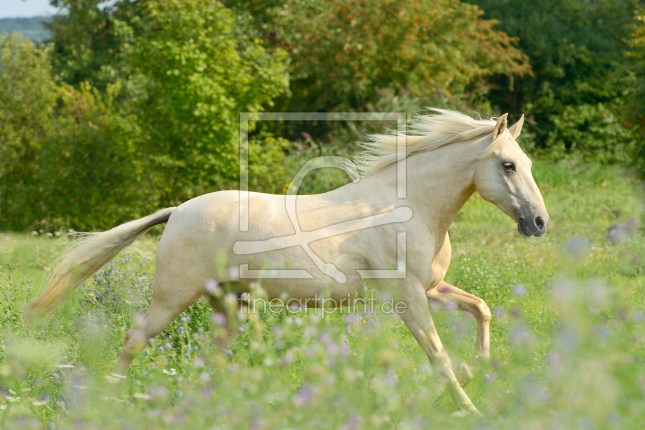 Bild-Nr.: 11394995 Paso Fino galoppiert in Wiese erstellt von Martina Grebler